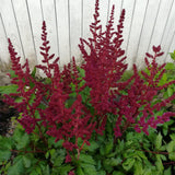 Vision in Red Chinese Astilbe
