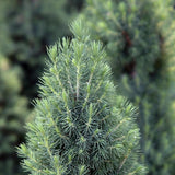 Dwarf Alberta Spruce