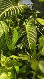 Kelp Mist Foliar Spray