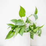 Monstrella - Wall Mounted