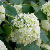 Mophead Hydrangea, Annabelle Hydrangea