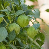 Verde Tomatillo Seeds (Organic)