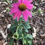 PowWow® Wild Berry Echinacea, Coneflower