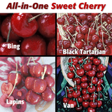 Sweet Cherry, 2 on 1 Multiple Grafted Fruit Tree
