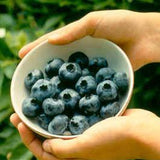 Chandler Blueberry (Mid to Late Harvest)