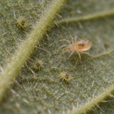 Amblyseius andersoni Slow-Release Prevention Sachets