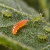 Aphidoletes aphidimyza