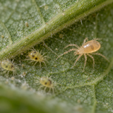 Neoseiulus californicus Slow-Release Prevention Sachets