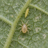 Neoseiulus cucumeris