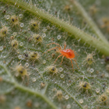 Phytoseiulus persimilis