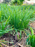 50 Garlic Chives Live Plants | Bare Root Organic Leek Stalks | Non-GMO Perennial Herb | Edible Allium for Garden or Kitchen