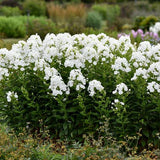 Luminary® Backlight Phlox