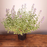 Walker's Low Catmint