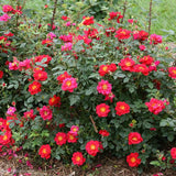 Oso Easy® Urban Legend® Rose