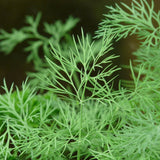 Seeds - Sow True Seed
