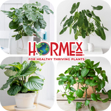 Hormex Rooting Duo: Vitamin B1 Rooting Hormone Concentrate & Rooting Powder #8 for Moderately Difficult to Root Plants