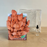 Pink Oyster Mushroom Growing Kit - 5 LBS Spray and Grow