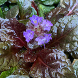 Black Scallop Bugleweed