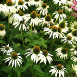 White Swan Echinacea, Coneflower