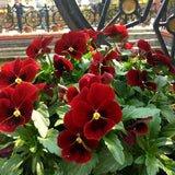 Penny™ Red Blotch Viola