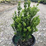 NewGen™ Freedom® Boxwood