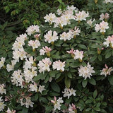 Cunningham's White Rhododendron