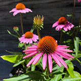 Magnus Echinacea, Coneflower