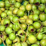 Green Hawthorn Tree Live Starter Plant 12-24 Inches Bare Root Crataegus viridis White Flowers, Red Fruit