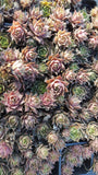 Sempervivum Chicks 50 Unrooted Succulent Plants Purple-Blue Green Hens & Chicks Ground Cover Zone 2-9 Low Maintenance