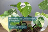 1 Monstera Thai Constellation Starter Plant - Variegated Monstera in 3" Pot - Unique Foliage for Indoor Decor & Tropical Plant Lovers