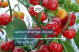 3 Aji Cochabamba Young Plants - Rare Pepper Variety - Sweet & Spicy Flavor, Perfect for Gardens, Containers Culinary Delights