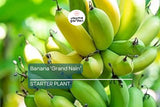Banana 'Gran Nain' Musa Starter Plant | Live Organic Plant | Hardy, High-Yield | Chiquita Variety | Indoor & Outdoor Gardening