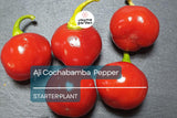3 Aji Cochabamba Young Plants - Rare Pepper Variety - Sweet & Spicy Flavor, Perfect for Gardens, Containers Culinary Delights