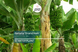 Banana 'Gran Nain' Musa Starter Plant | Live Organic Plant | Hardy, High-Yield | Chiquita Variety | Indoor & Outdoor Gardening