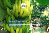 Banana 'Gran Nain' Musa Starter Plant | Live Organic Plant | Hardy, High-Yield | Chiquita Variety | Indoor & Outdoor Gardening