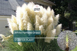 White Pampas Grass | Cortaderia selloana Starter Plug Plant | Hardy Ornamental Grass | Stunning Feathery Plumes