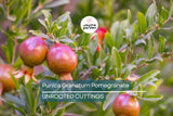Punica Granatum Pomegranate Tree Cuttings, 6” Live Plants, Fast-Growing, Evergreen, Fruit-Bearing, USDA Zones 7-11, Organic