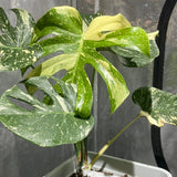 Monstera Thai Constellation