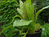 Plantago major Seeds - 100 Count - Broadleaf Plantain - Alaska Wild Harvested