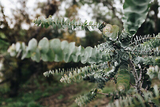40 Eucalyptus pulverulenta 'Baby Blue' Bonsai Seeds, Silver Dollar Eucalyptus, Florist 'Baby Blue', Unique Indoor Bonsai Tree for Garden