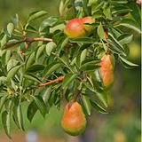 3 Ayers Pear Fruit Tree Scion Unrooted Cutting for Rooting or Grafting | Pyrus Communis | Hardy Pear Tree for Garden & Orchard