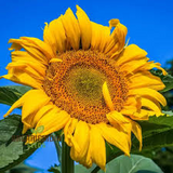10 Mongolian Giant Sunflower Seeds | Tallest Sunflower Variety | Grow Huge Yellow Blooms | Non-GMO Seeds for Garden Giants