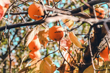 10 Persimmon Tree Seeds - Diospyros virginiana | Sugar Plum Fruit Tree | Cold-Hardy Native Tree for Home Orchard & Wildlife