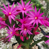 3 Pink Easter Cactus Cuttings 2+ Segments Spring Cactus Rhipsalidopsis Unrooted