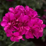 Hot Pink Ivy Geranium Cuttings - 5 Count - Pelargonium peltatum - Flowering Plant