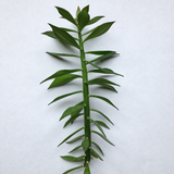 5 Pereskiopsis Spathulata Cuttings 2-4" Grafting Stock Cactus Rooting Starter Plants