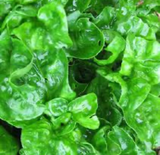 Brazilian Spinach 4 Organic Cuttings 4-5" Alternanthera sissoo Samba Lettuce Edible Perennial
