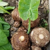 Elephant Ear Bulbs, Colocasia esculenta, 2 Live Rooted Bulbs, Tropical Foliage Plant, USDA Zones 8-11, Organic