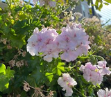 Pelargonium Peltatum 2 Cuttings 6" White-Pink Ivy Geranium Trailing Plant