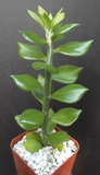 Pereskiopsis Cuttings, 10 Grafting Stock Stems, 2-4" Length, Fast-Growing Cactus Rootstock, USDA Zones 10-12